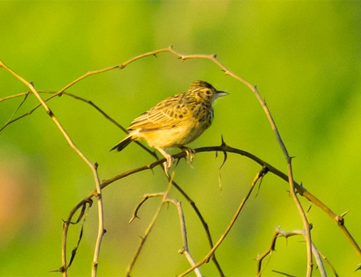 Jerdon's Bushlark - ML642055943