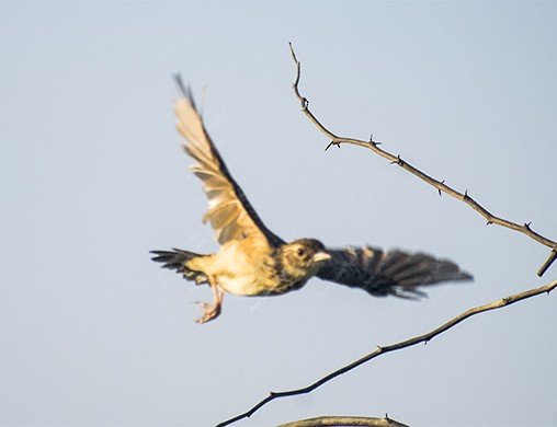 Jerdon's Bushlark - ML642055944