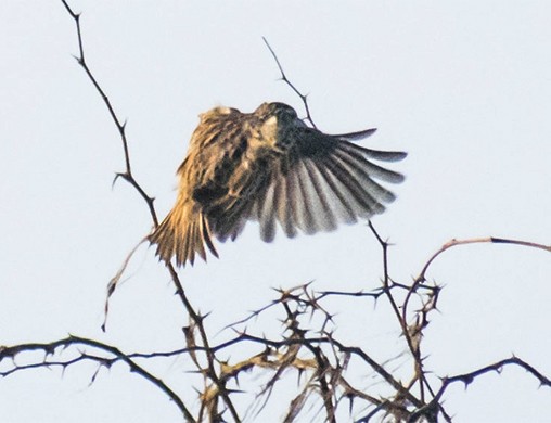 Jerdon's Bushlark - ML642055945