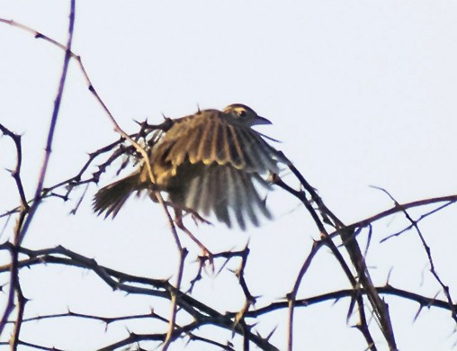 Jerdon's Bushlark - ML642055946
