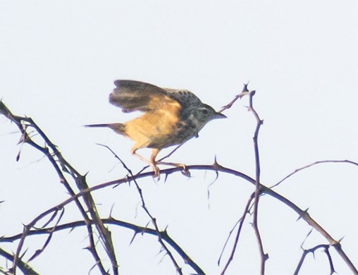Jerdon's Bushlark - ML642055947