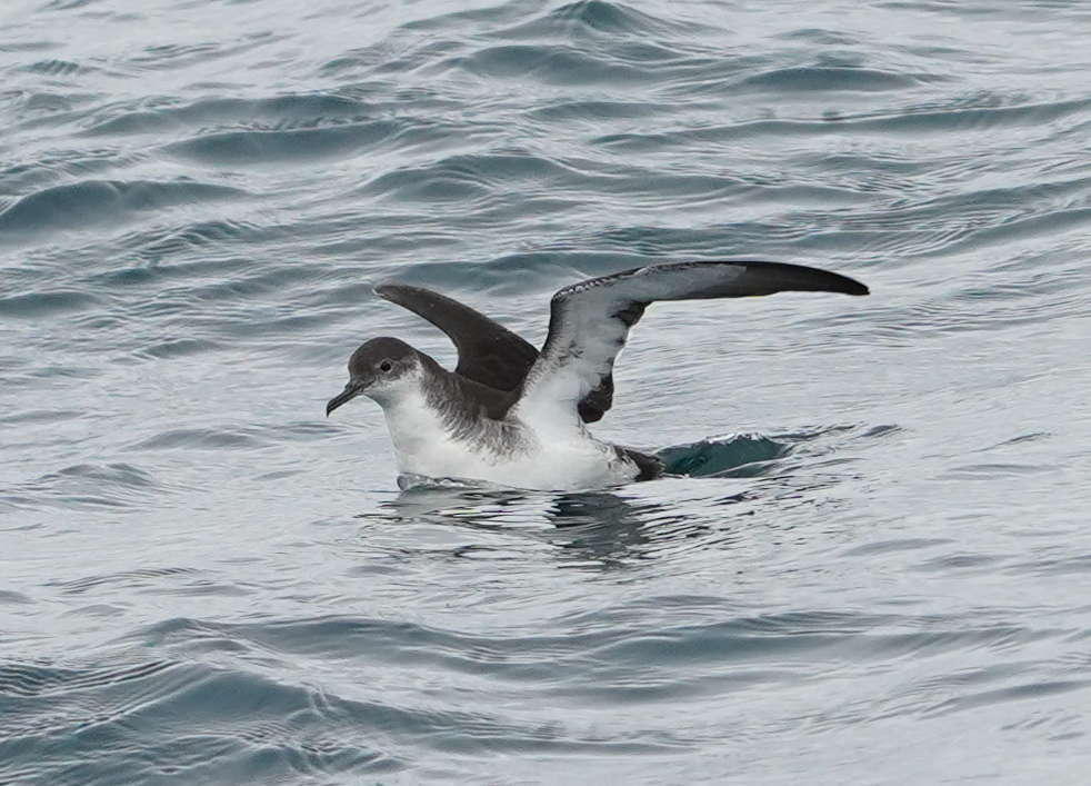 Manx Shearwater - ML642055948