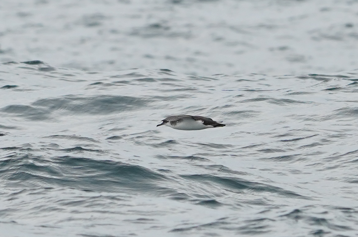 Manx Shearwater - ML642055952