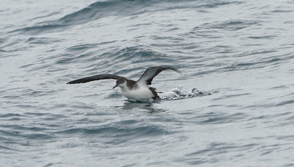 Manx Shearwater - ML642055953