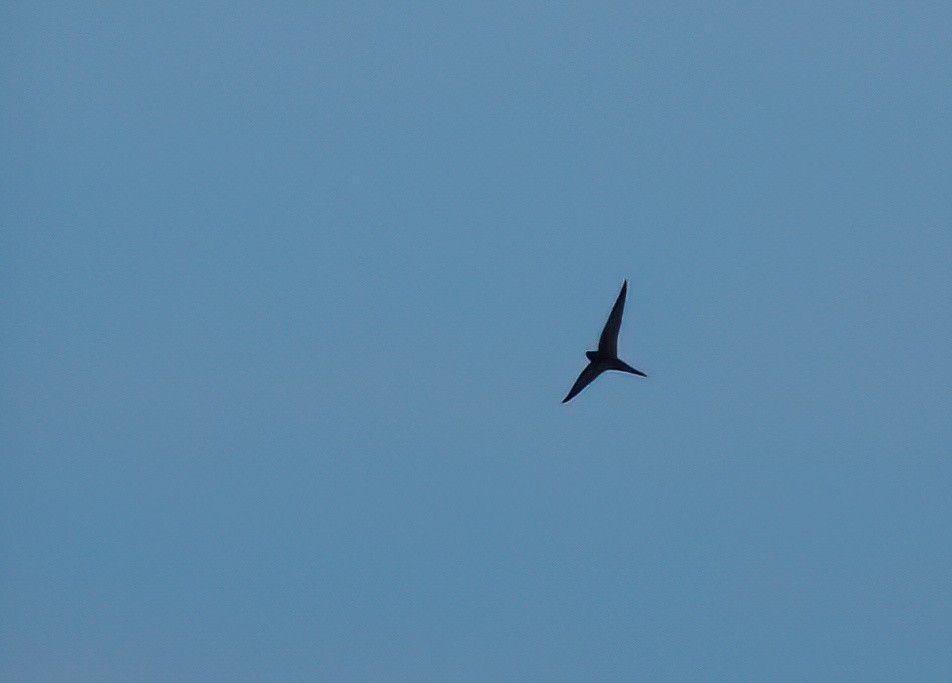 Common Swift - ML642055962