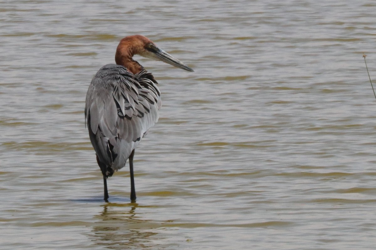 Goliath Heron - ML642055964