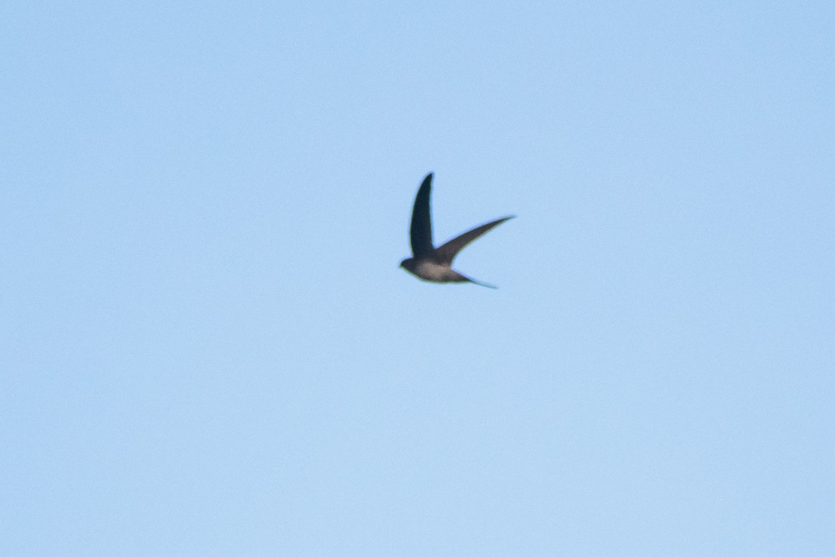 Asian Palm Swift - ML642055969