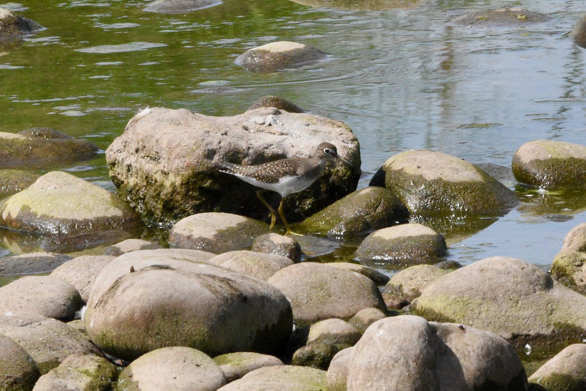 Solitary Sandpiper - ML642055980
