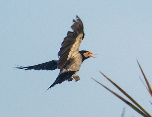 印度鵲椋鳥 - ML642056029