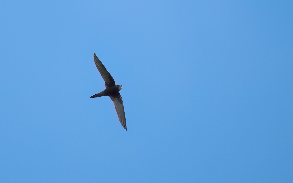 Common Swift - ML642056037