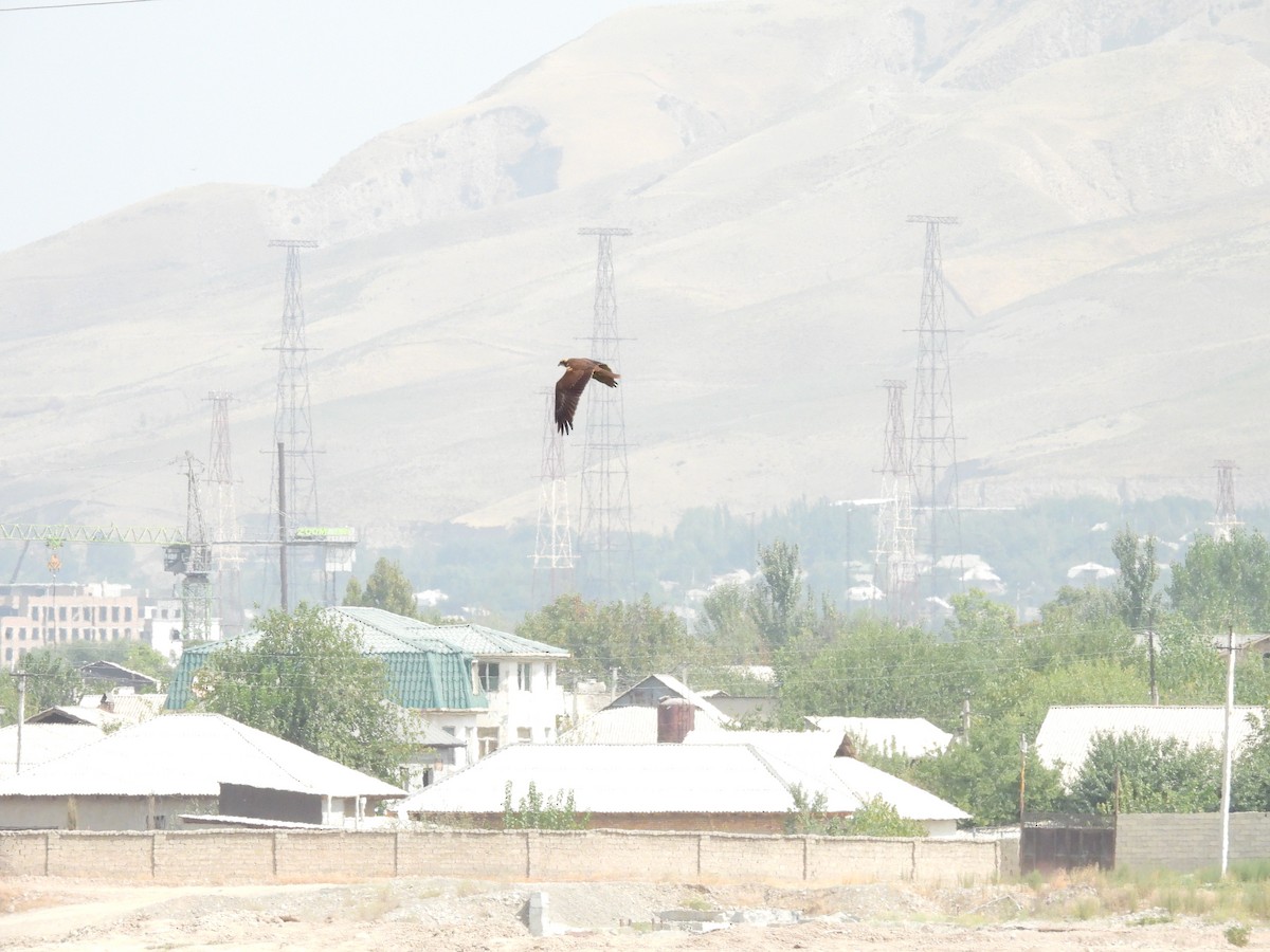 Western Marsh Harrier - ML642056048
