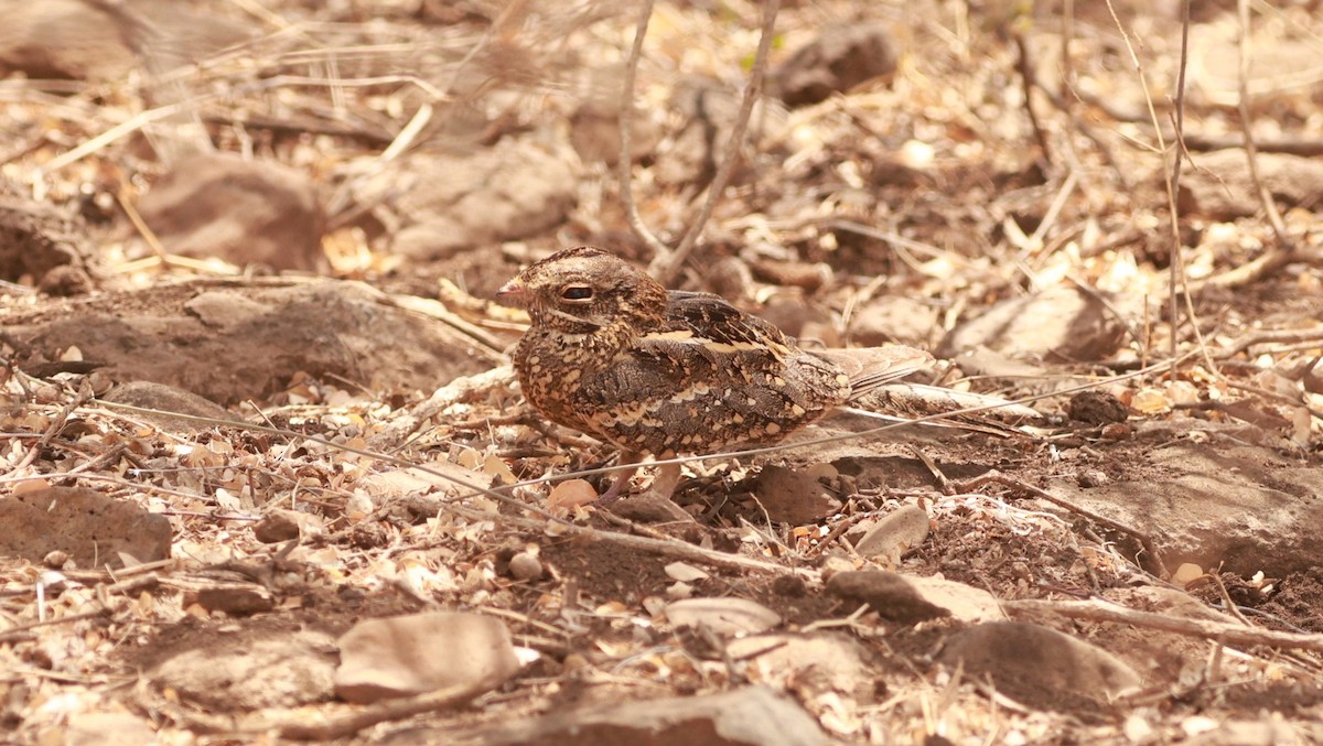 Sombre Nightjar - ML642056053