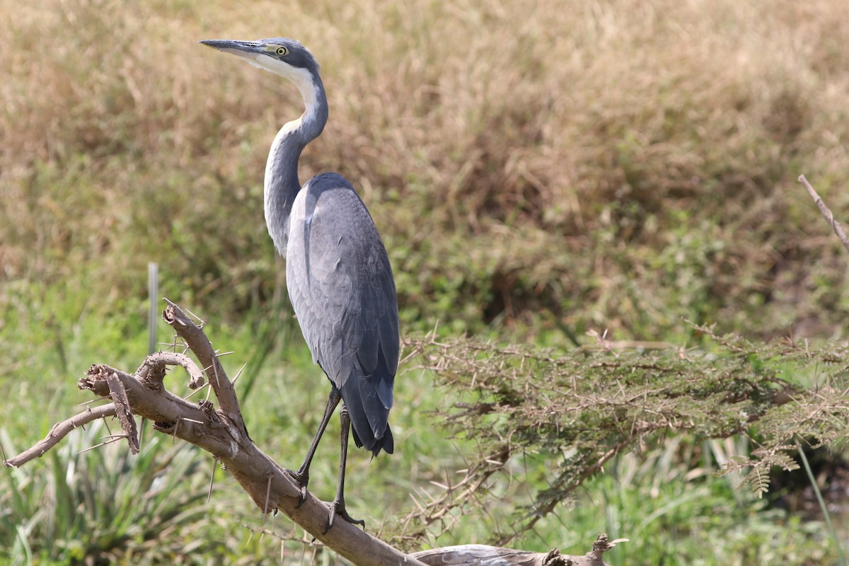 Black-headed Heron - ML642056067