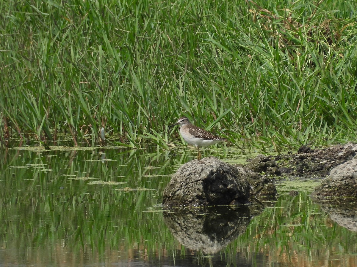 Wood Sandpiper - ML642056069