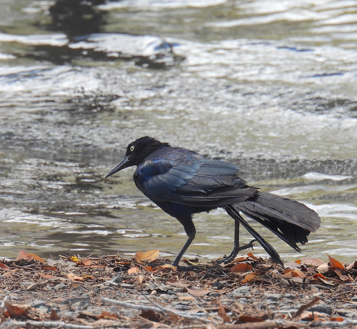 Great-tailed Grackle - ML642056085