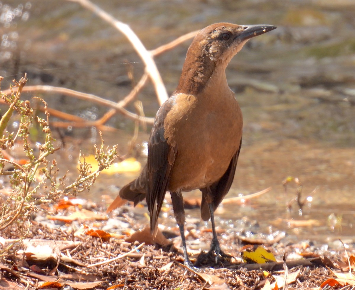 Great-tailed Grackle - ML642056086