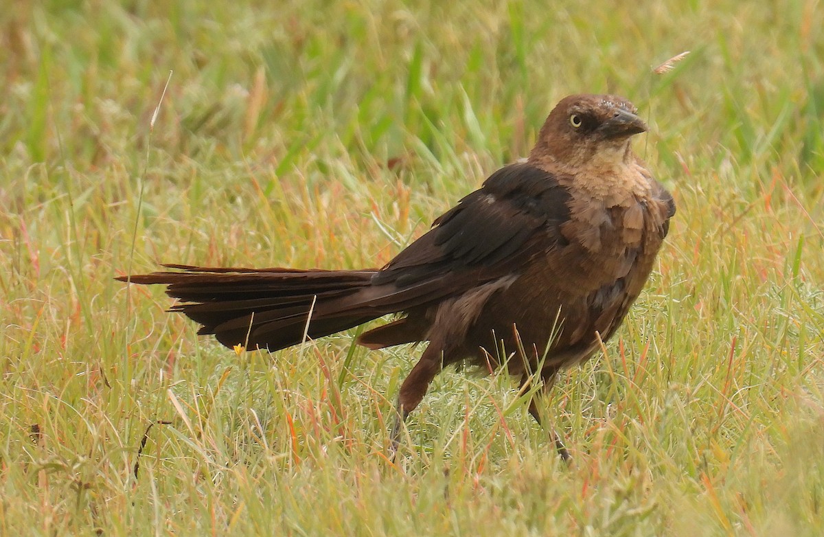 Great-tailed Grackle - ML642056087