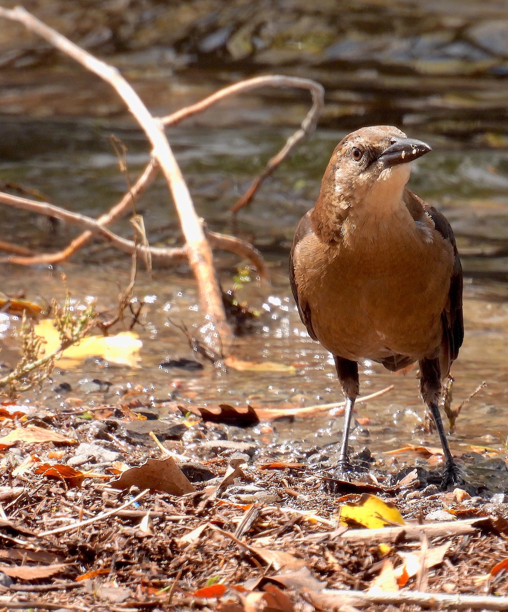 Great-tailed Grackle - ML642056089