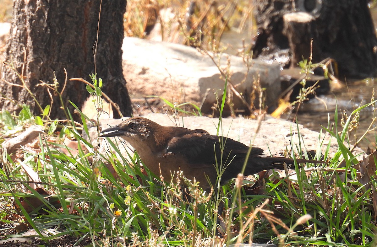 Great-tailed Grackle - ML642056090