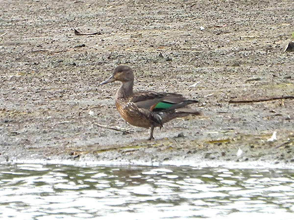 Green-winged Teal - ML642056105