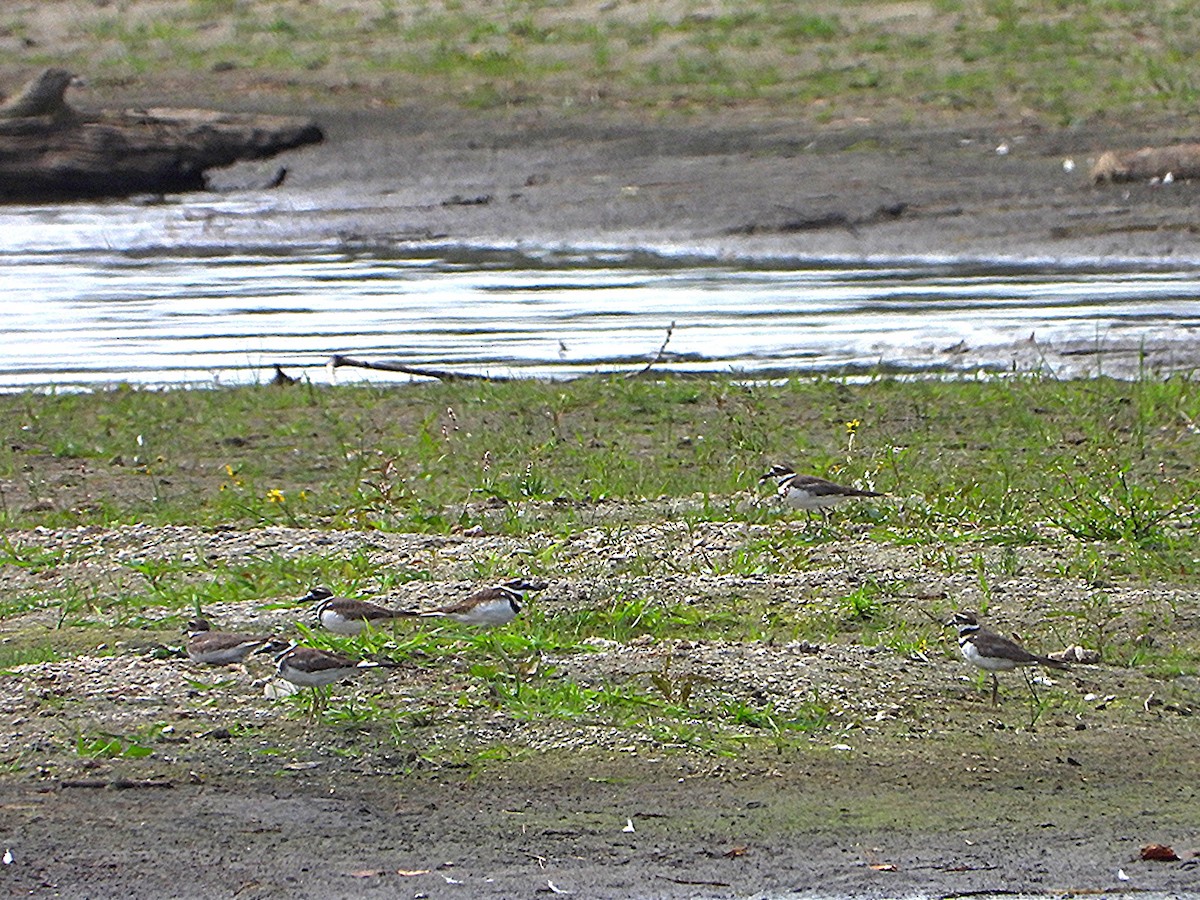 Killdeer - ML642056130