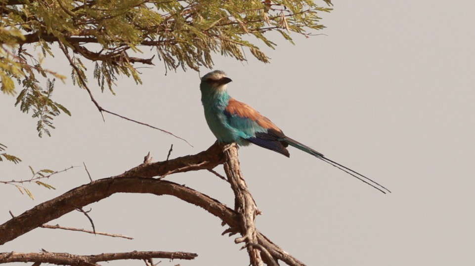 Abyssinian Roller - ML642056137