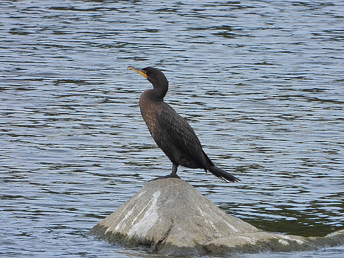 Double-crested Cormorant - ML642056138