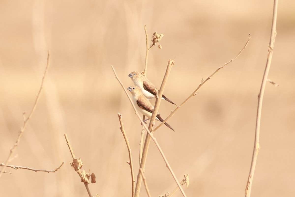 African Silverbill - ML642056141