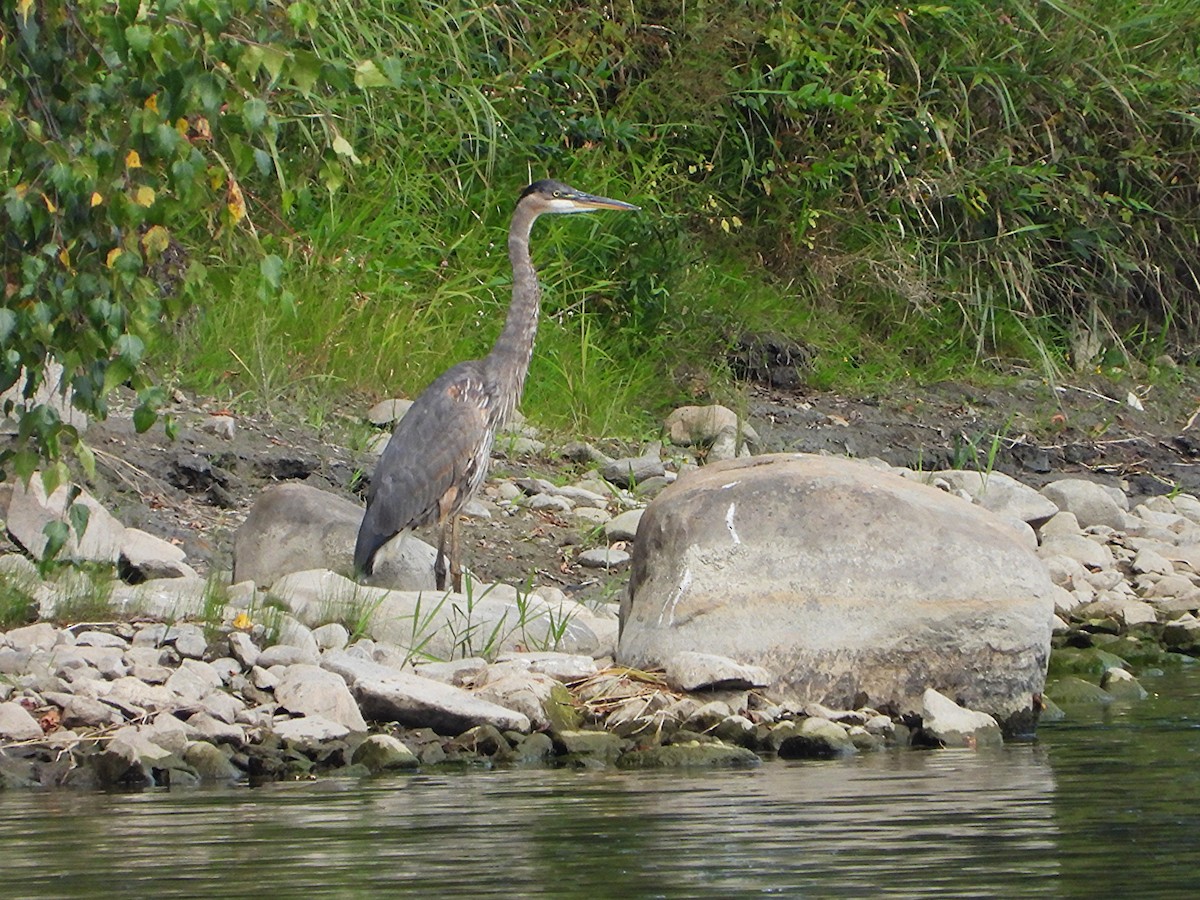 Great Blue Heron - ML642056145