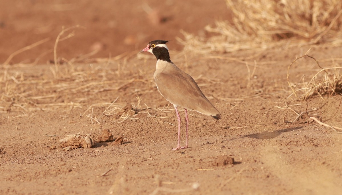 Black-headed Lapwing - ML642056150