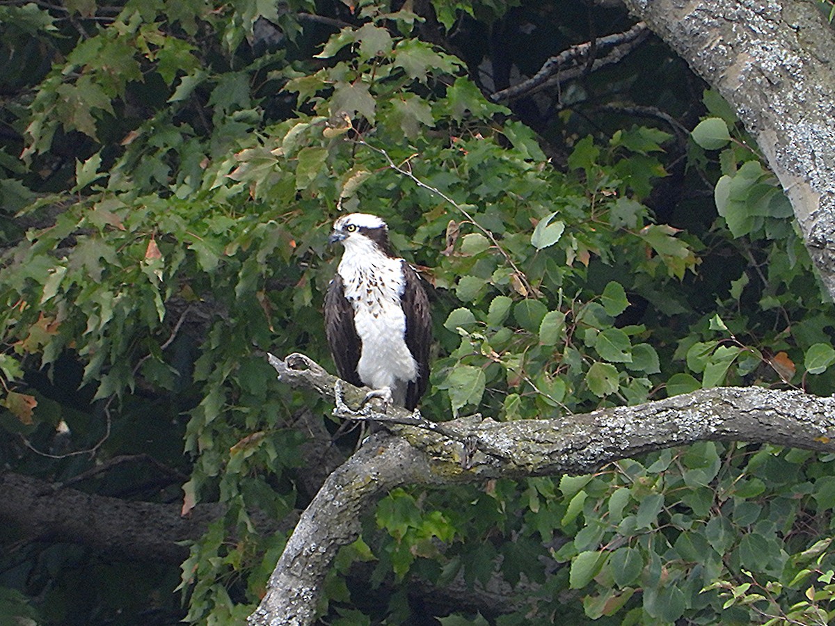 Osprey - ML642056151