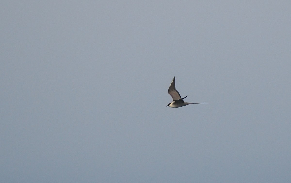 Long-tailed Jaeger - ML642056152