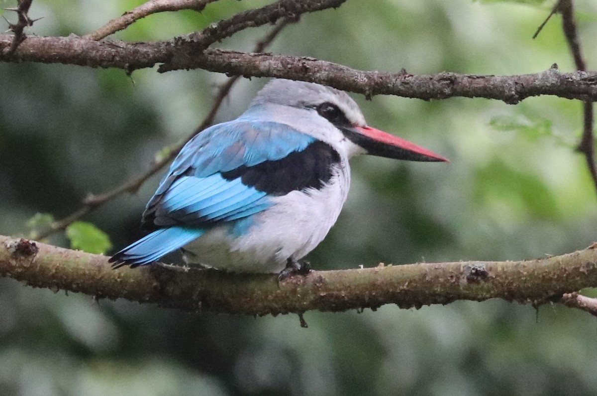 Woodland Kingfisher - ML642056159