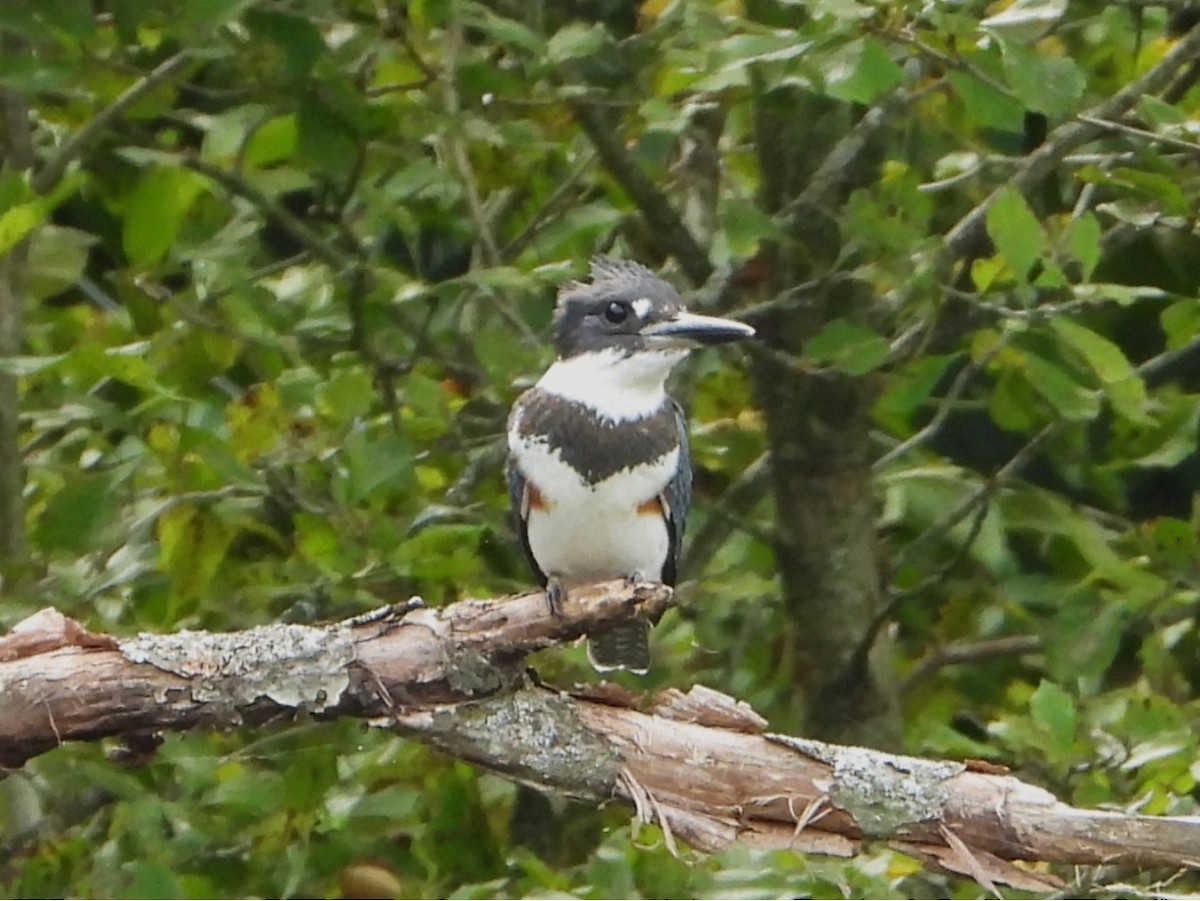 Belted Kingfisher - ML642056162