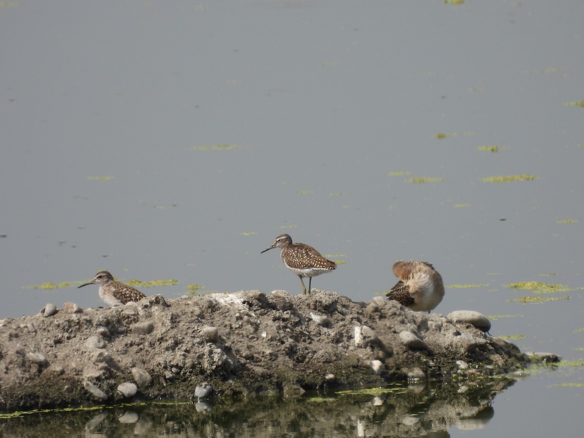 Wood Sandpiper - ML642056175