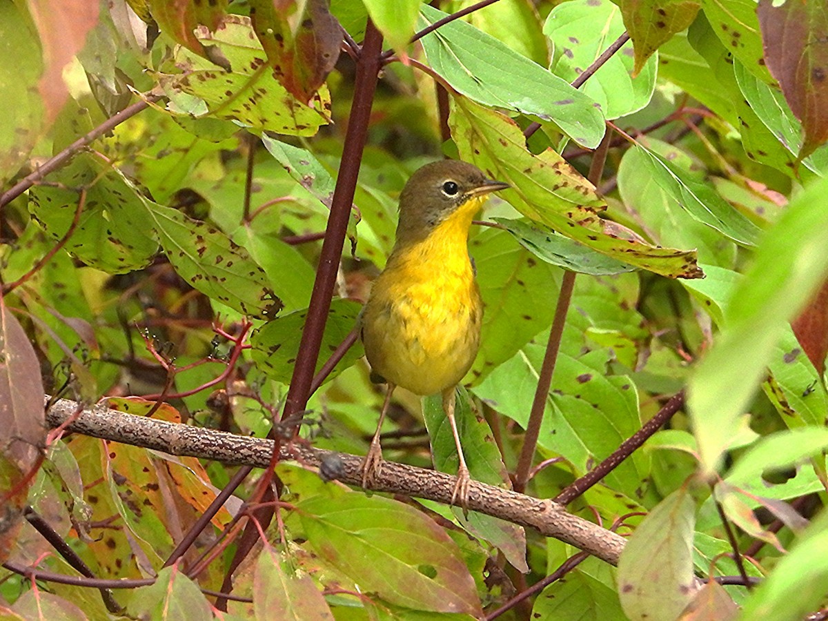 Common Yellowthroat - ML642056186