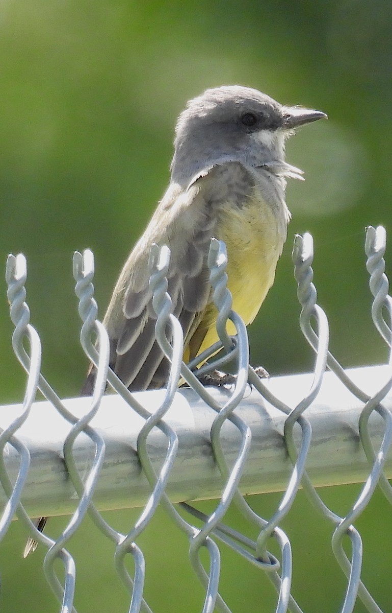 Cassin's/Western Kingbird - ML642056202