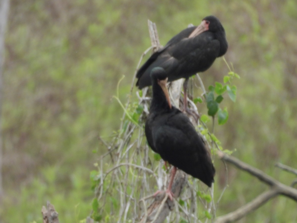Ibis Afeitado - ML642056219