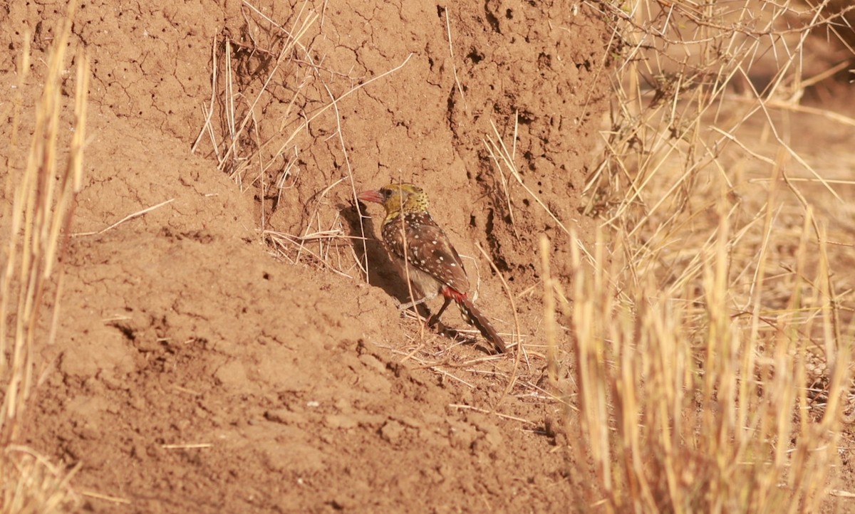 Yellow-breasted Barbet - ML642056238