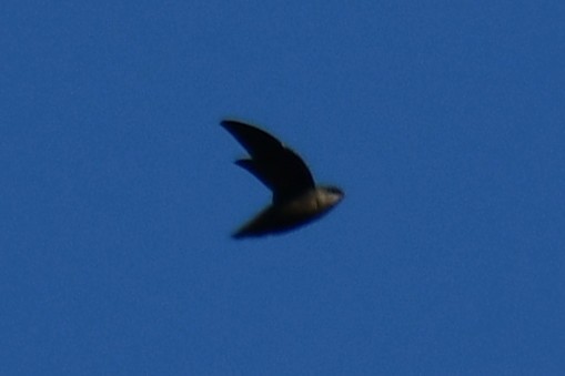 Schornsteinsegler - ML642056254