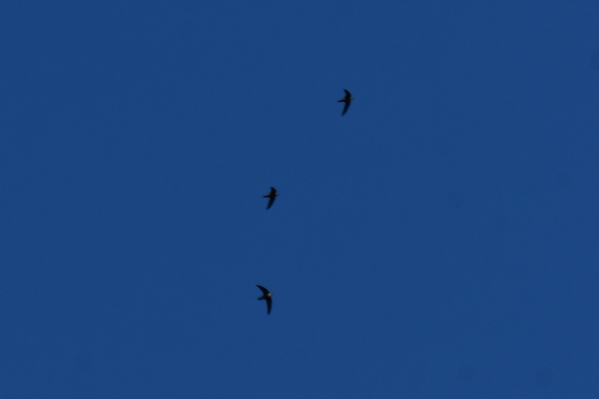 Schornsteinsegler - ML642056256