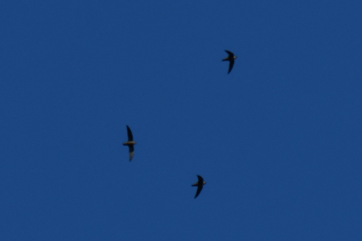 Schornsteinsegler - ML642056257