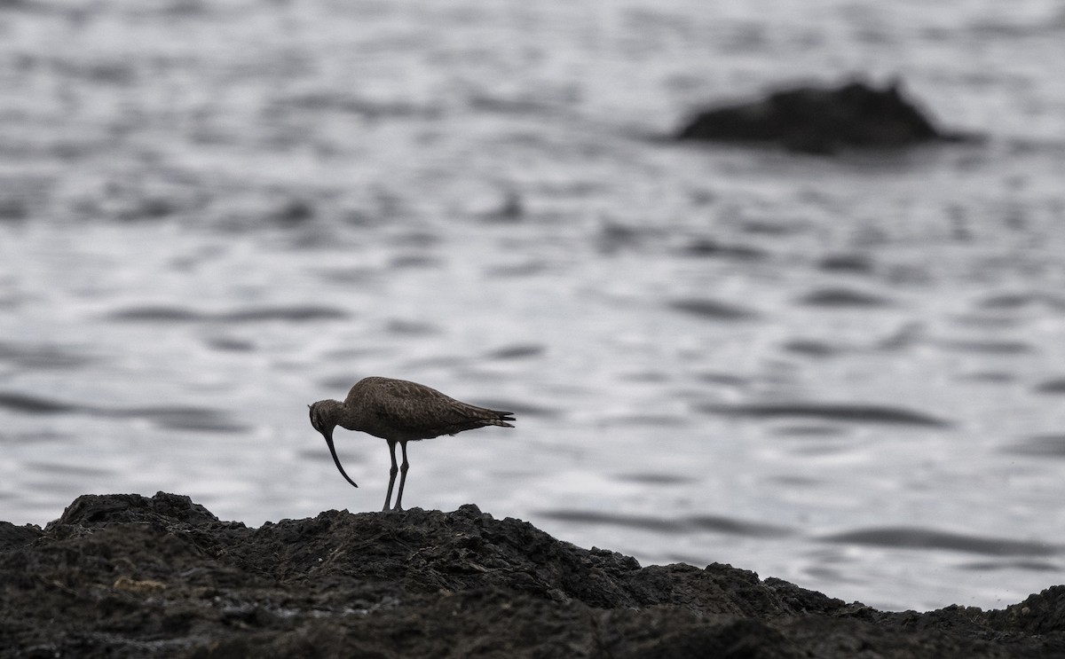 Regenbrachvogel - ML642056260