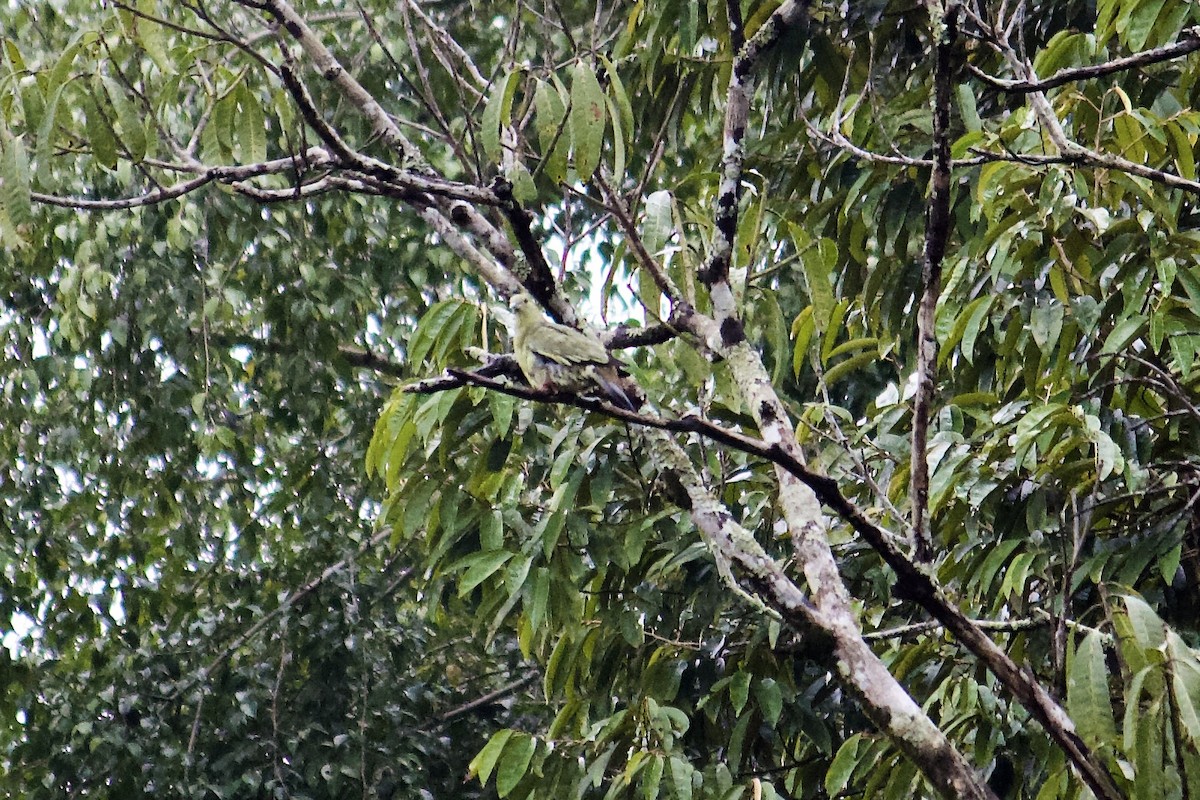 Frühlingsgrüntaube - ML642056274