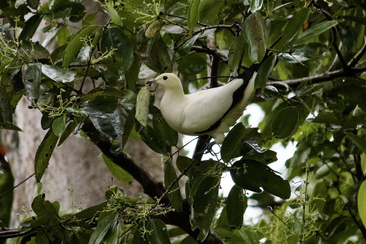 Pied Imperial-Pigeon - ML642056286