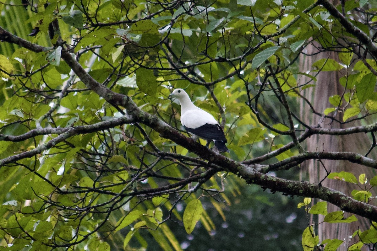 Pied Imperial-Pigeon - ML642056288