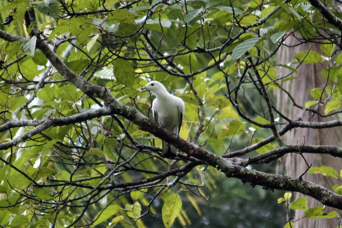 Pied Imperial-Pigeon - ML642056289