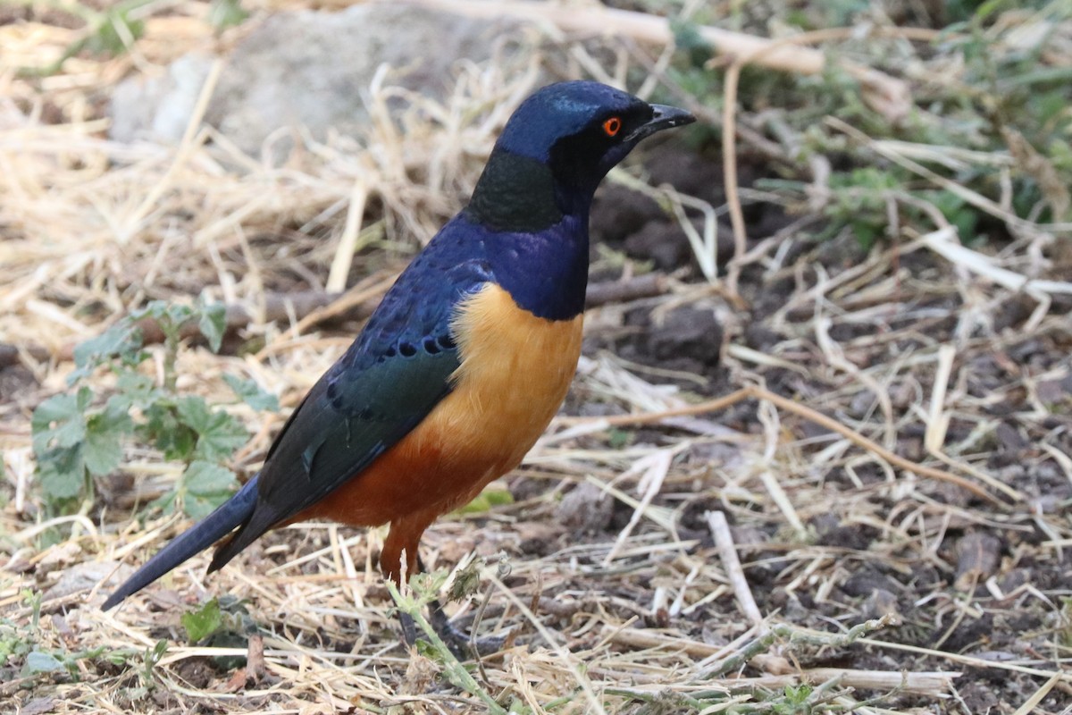 Hildebrandt's Starling - ML642056295