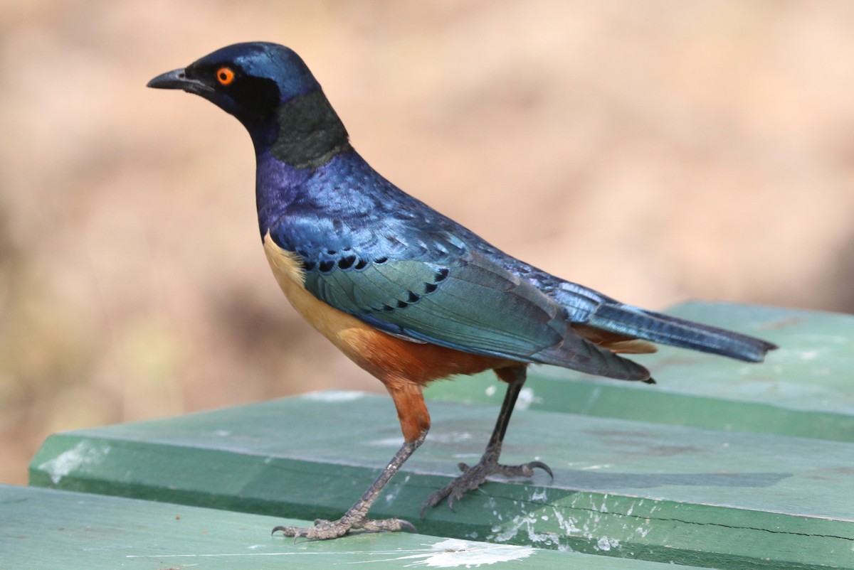 Hildebrandt's Starling - ML642056296