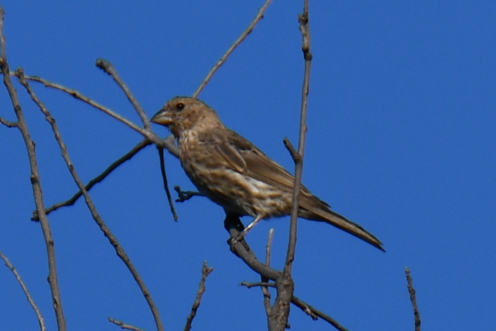House Finch - ML642056308